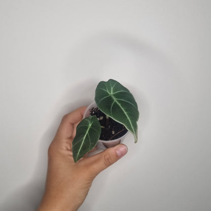 Alocasia Black Velvet