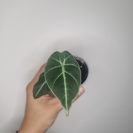 Alocasia Black Velvet