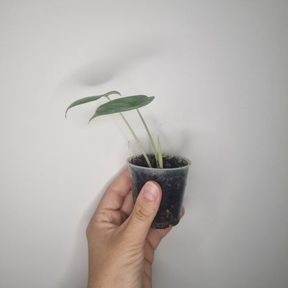Alocasia Silver Dragon