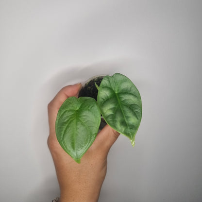 Alocasia Silver Dragon
