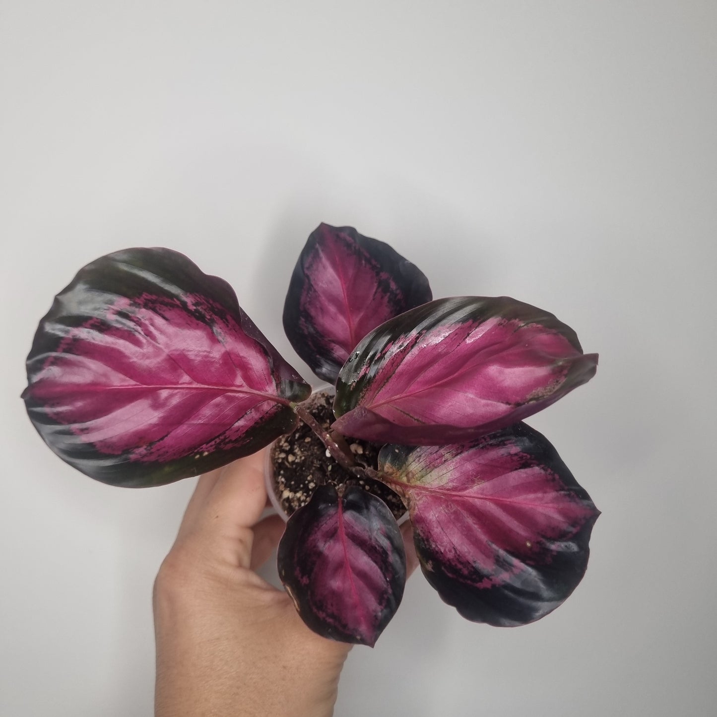 Calathea Roseopicta Crimson