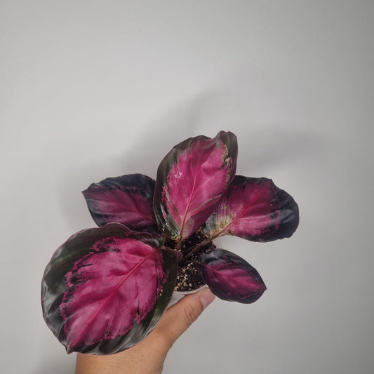 Calathea Roseopicta Crimson