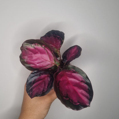 Calathea Roseopicta Crimson