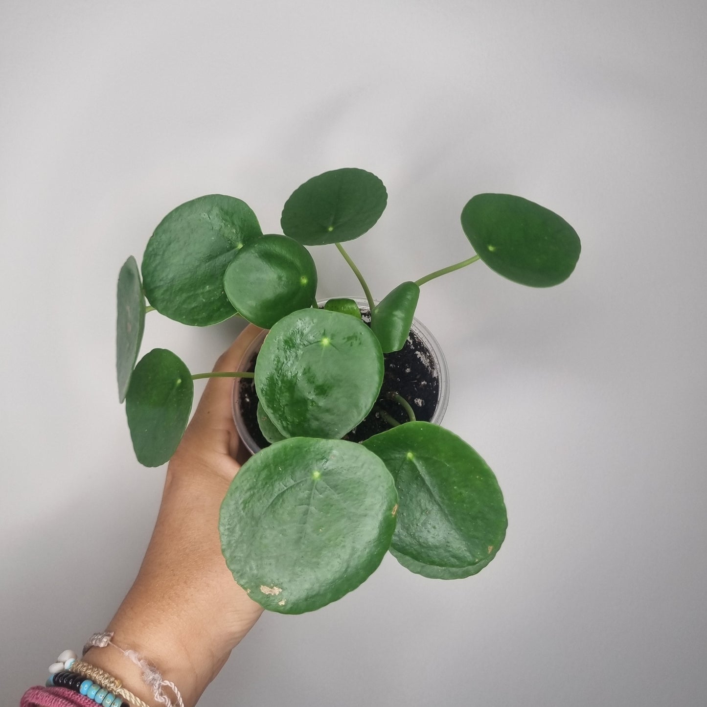 Pilea peperomioides
