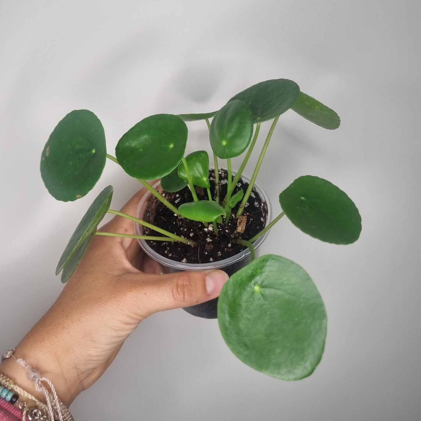 Pilea peperomioides