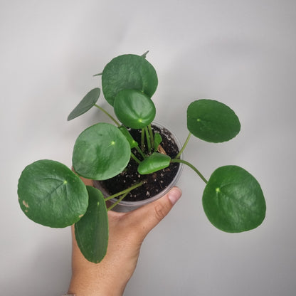 Pilea peperomioides