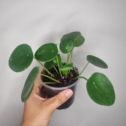 Pilea peperomioides