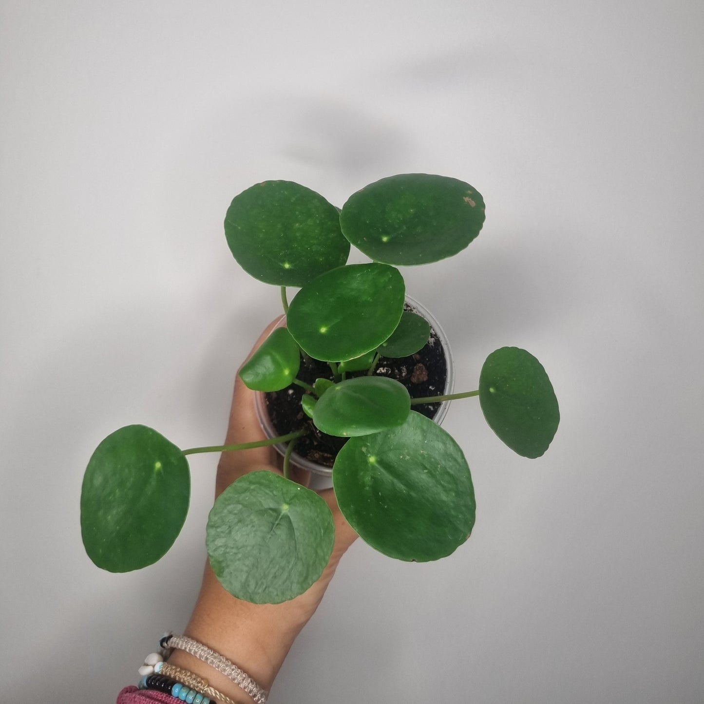 Pilea peperomioides