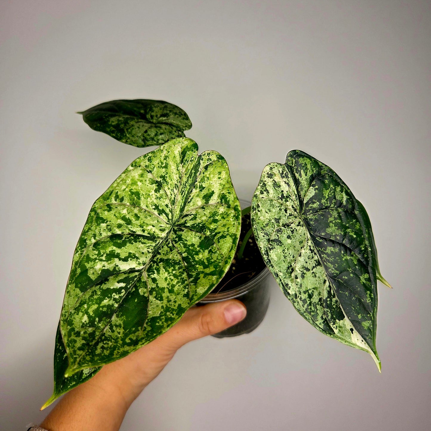 Alocasia Dragon Scale Mint (M)