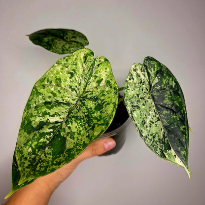 Alocasia Dragon Scale Mint (M)