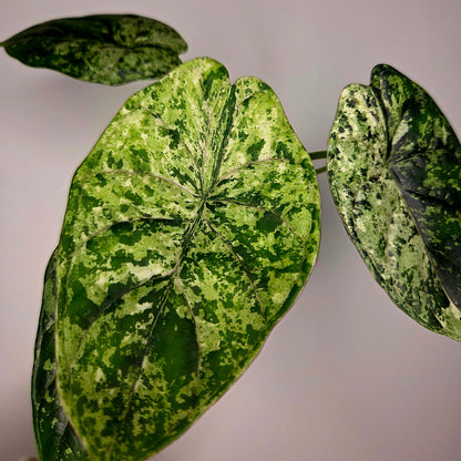 Alocasia Dragon Scale Mint (M)