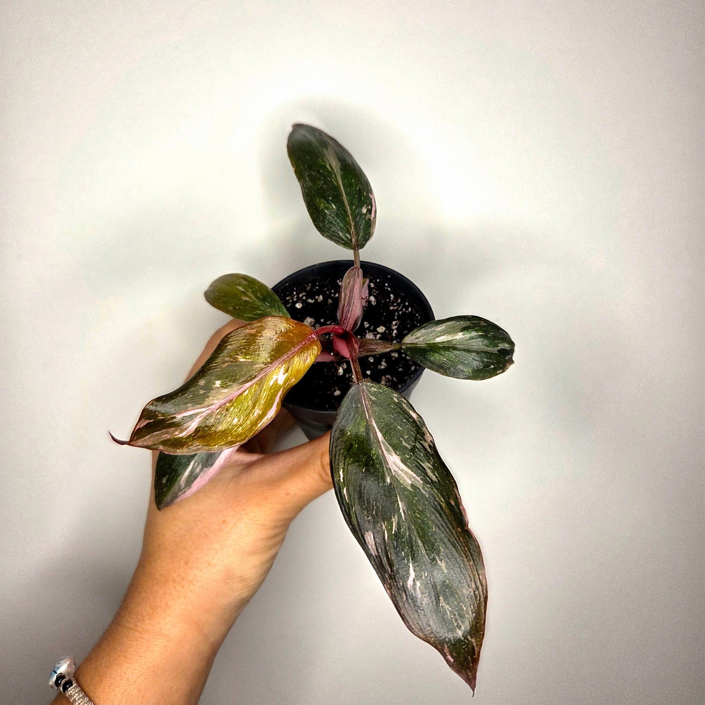 Philodendron Pink Princess