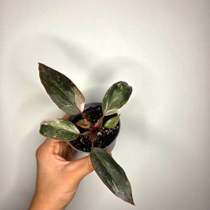 Philodendron Pink Princess