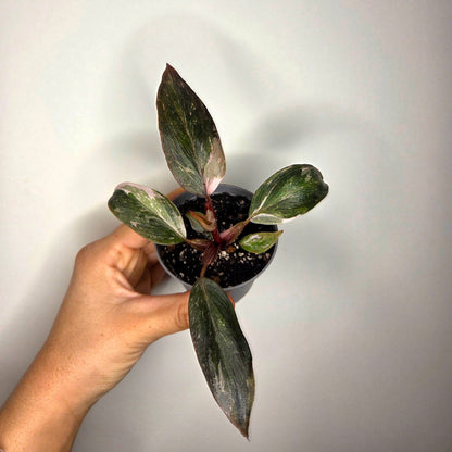 Philodendron Pink Princess