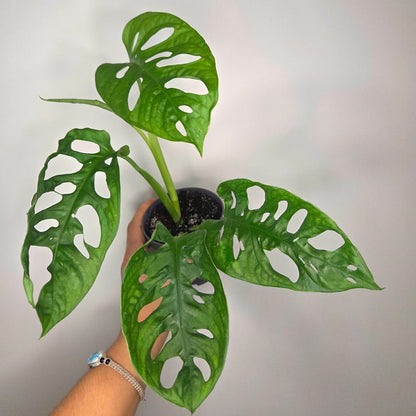 Monstera Adansonii