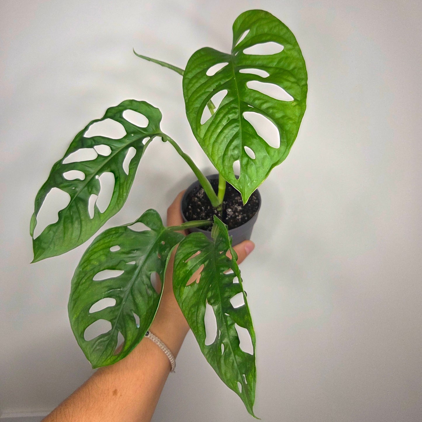 Monstera Adansonii