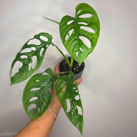 Monstera Adansonii