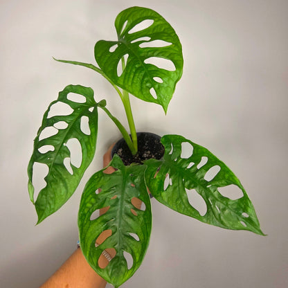 Monstera Adansonii