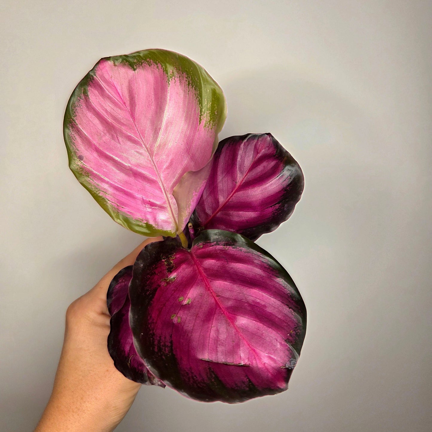 Calathea Roseopicta Crimson