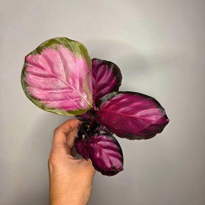Calathea Roseopicta Crimson