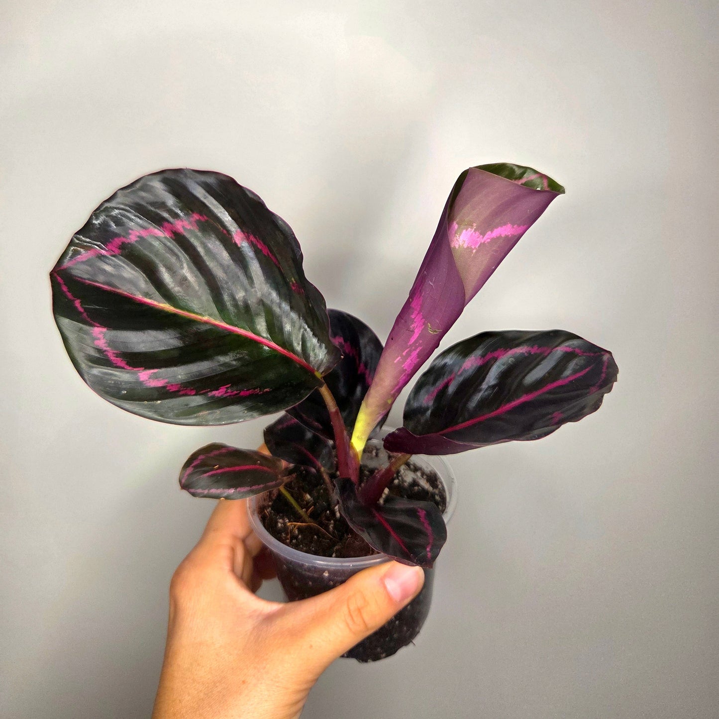 Calathea Roseopicta Dottie
