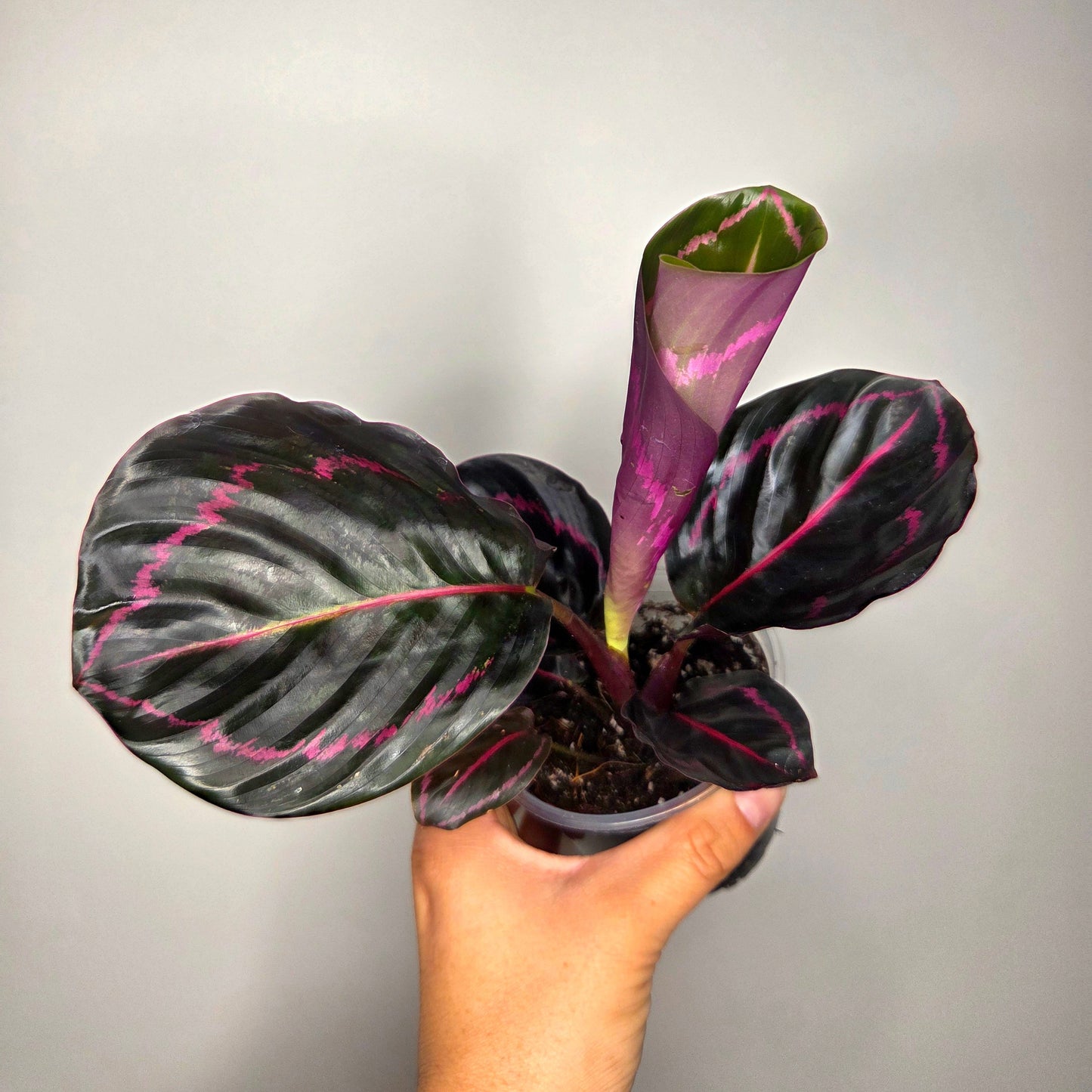 Calathea Roseopicta Dottie