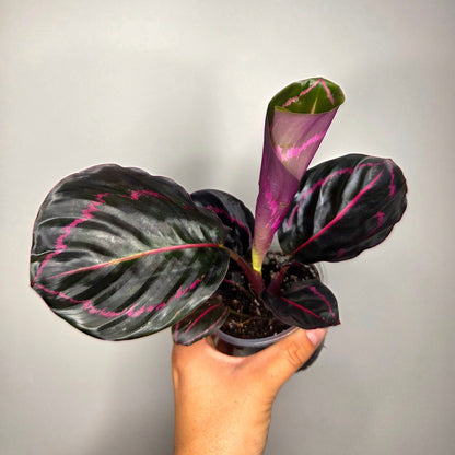 Calathea Roseopicta Dottie