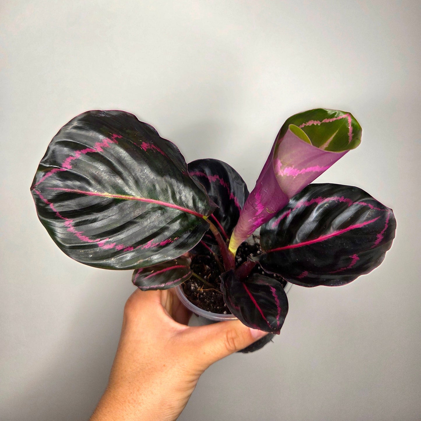 Calathea Roseopicta Dottie