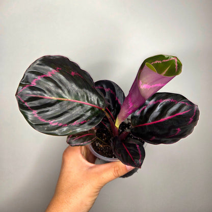 Calathea Roseopicta Dottie