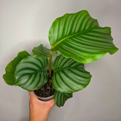 Calathea Orbifolia