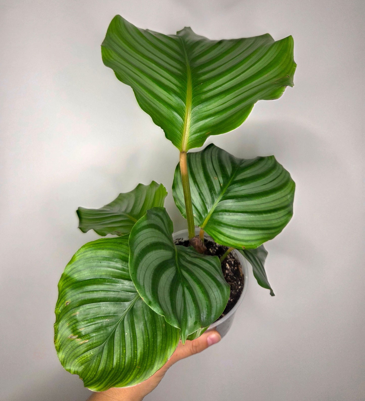 Calathea Orbifolia