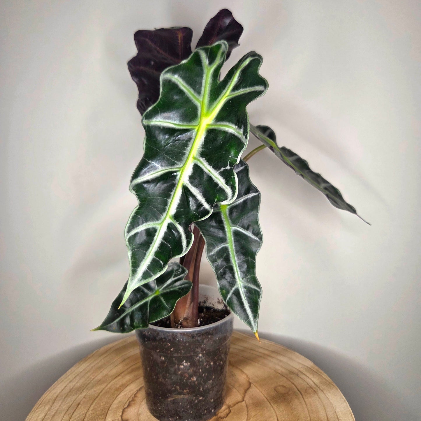 Alocasia Polly
