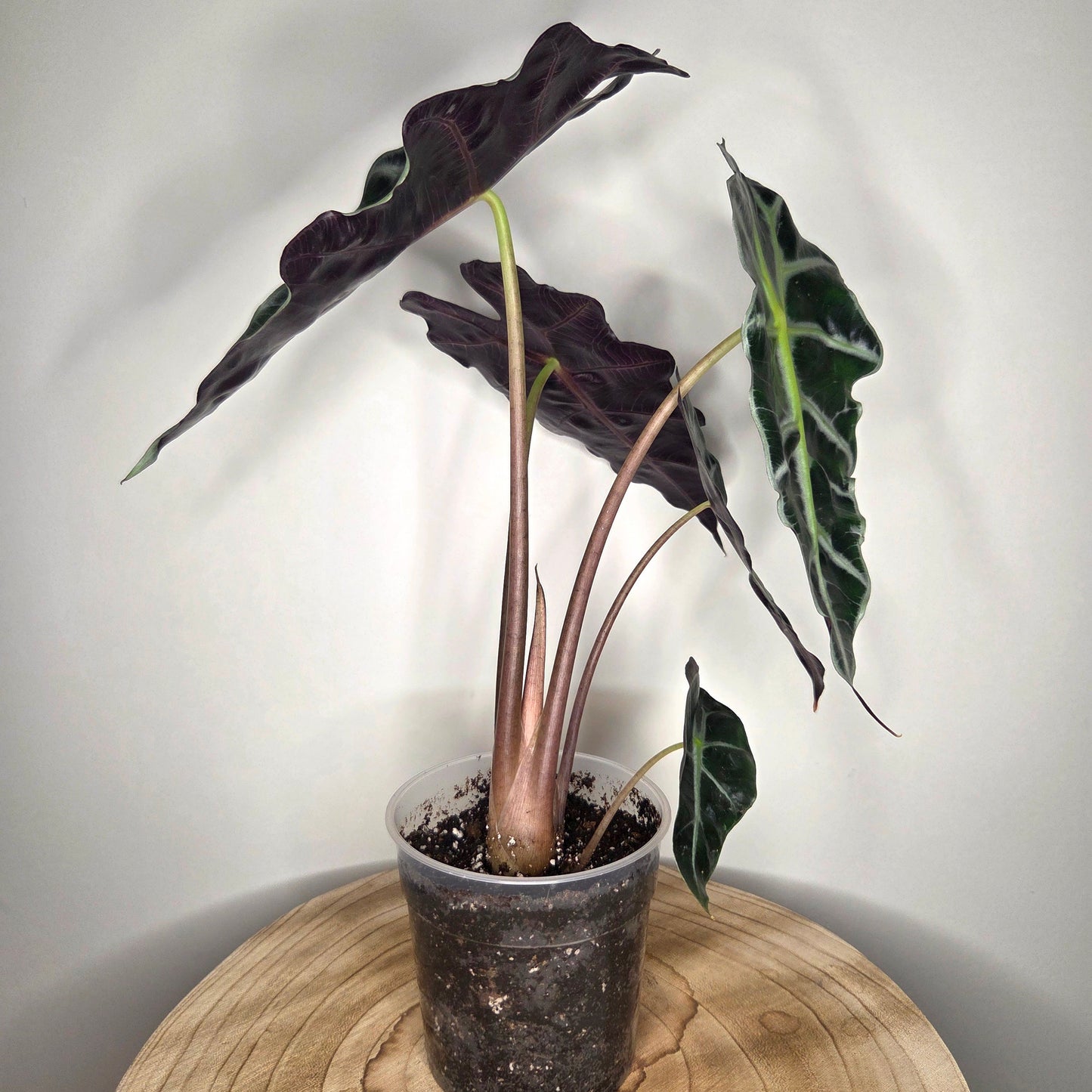 Alocasia Polly