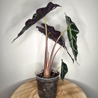 Alocasia Polly