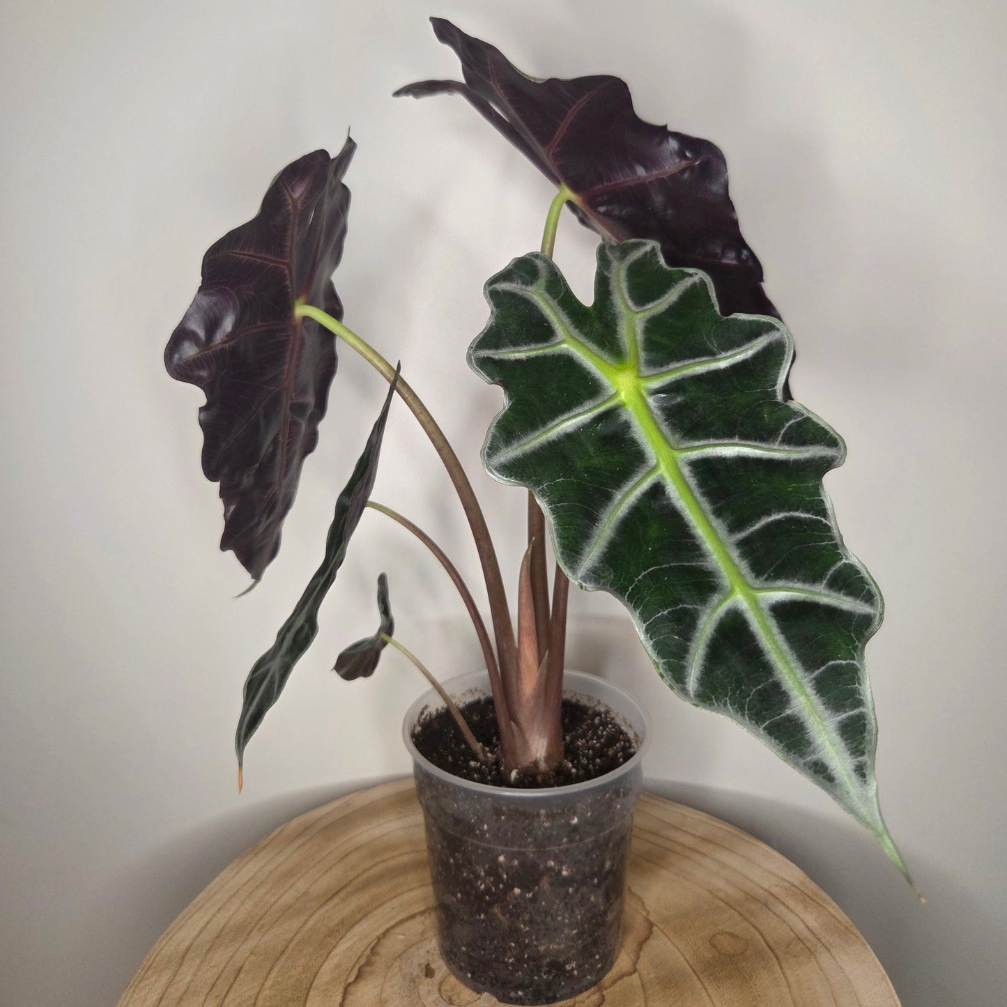 Alocasia Polly