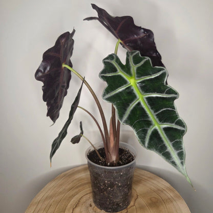 Alocasia Polly