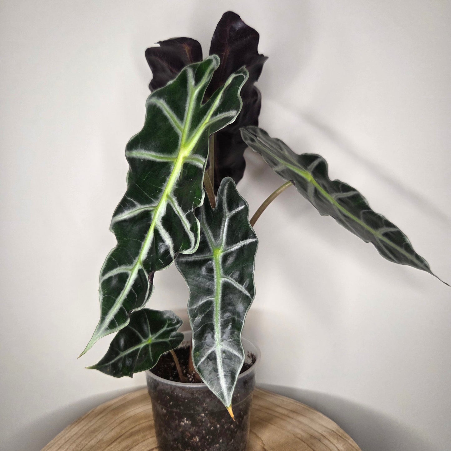 Alocasia Polly
