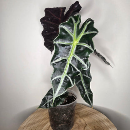 Alocasia Polly