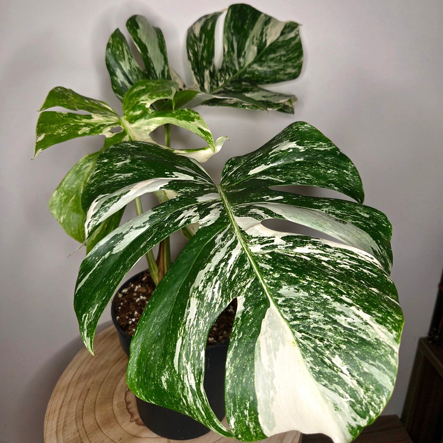 Monstera Variegata L
