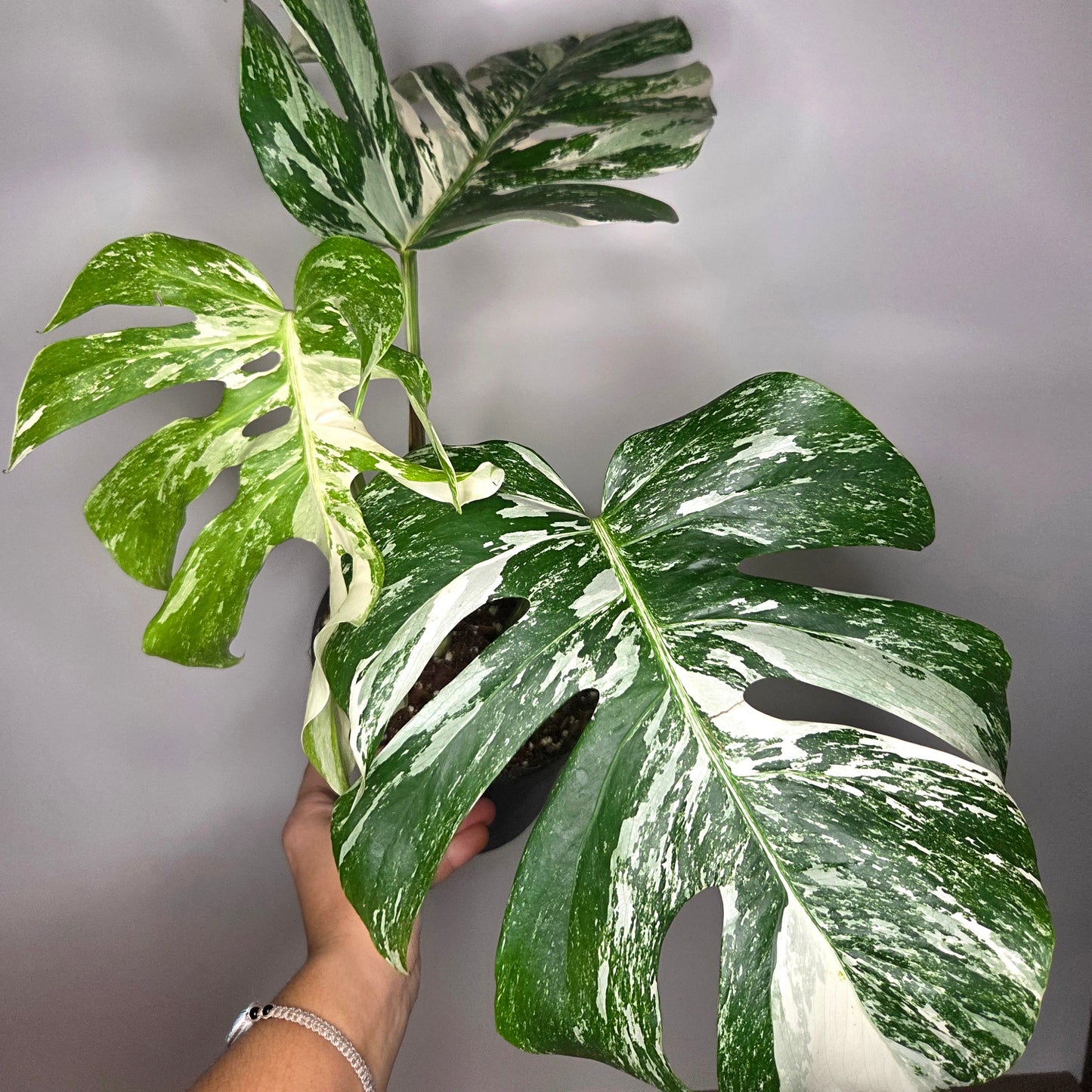 Monstera Variegata L