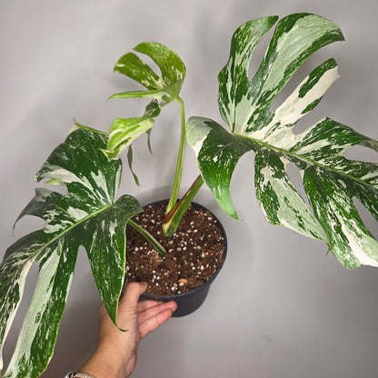 Monstera Variegata L