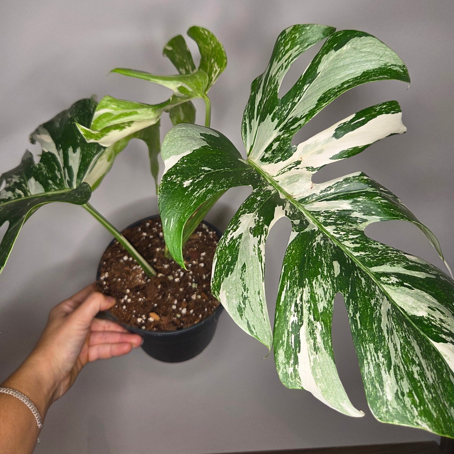 Monstera Variegata L