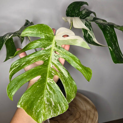 Monstera Variegata L