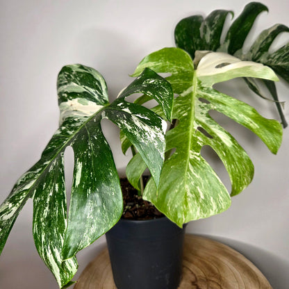 Monstera Variegata L
