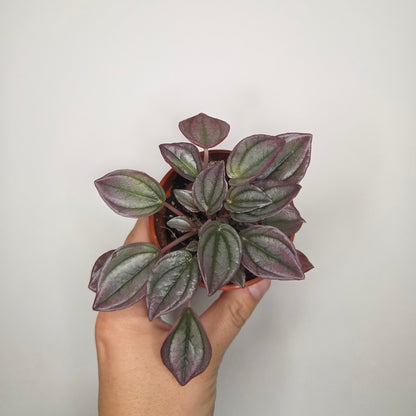 Peperomia Cayenne