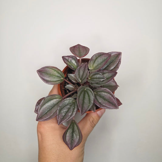 Peperomia Cayenne