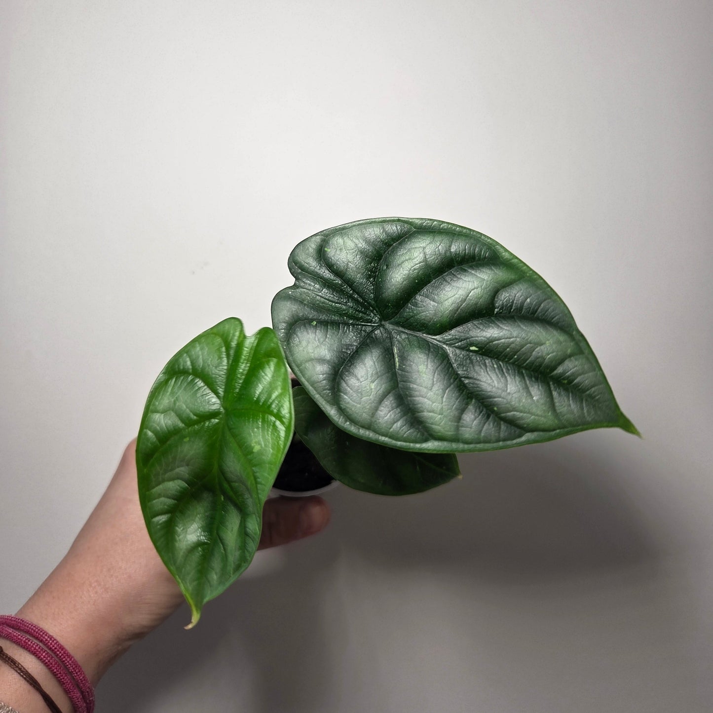 Alocasia Silver Dragon