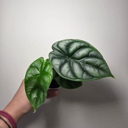 Alocasia Silver Dragon