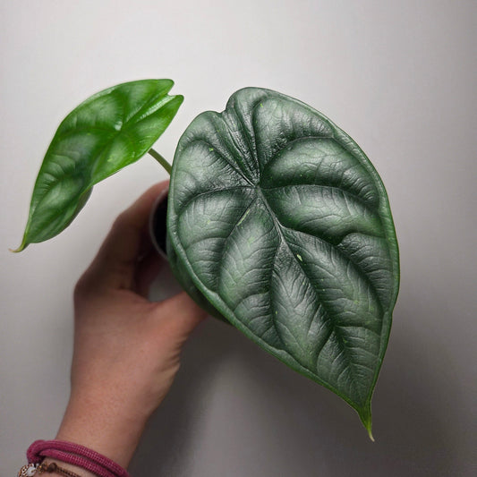 Alocasia Silver Dragon