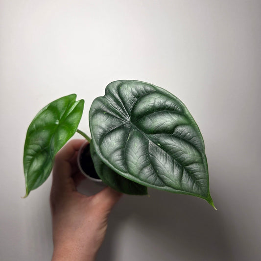 Alocasia Silver Dragon